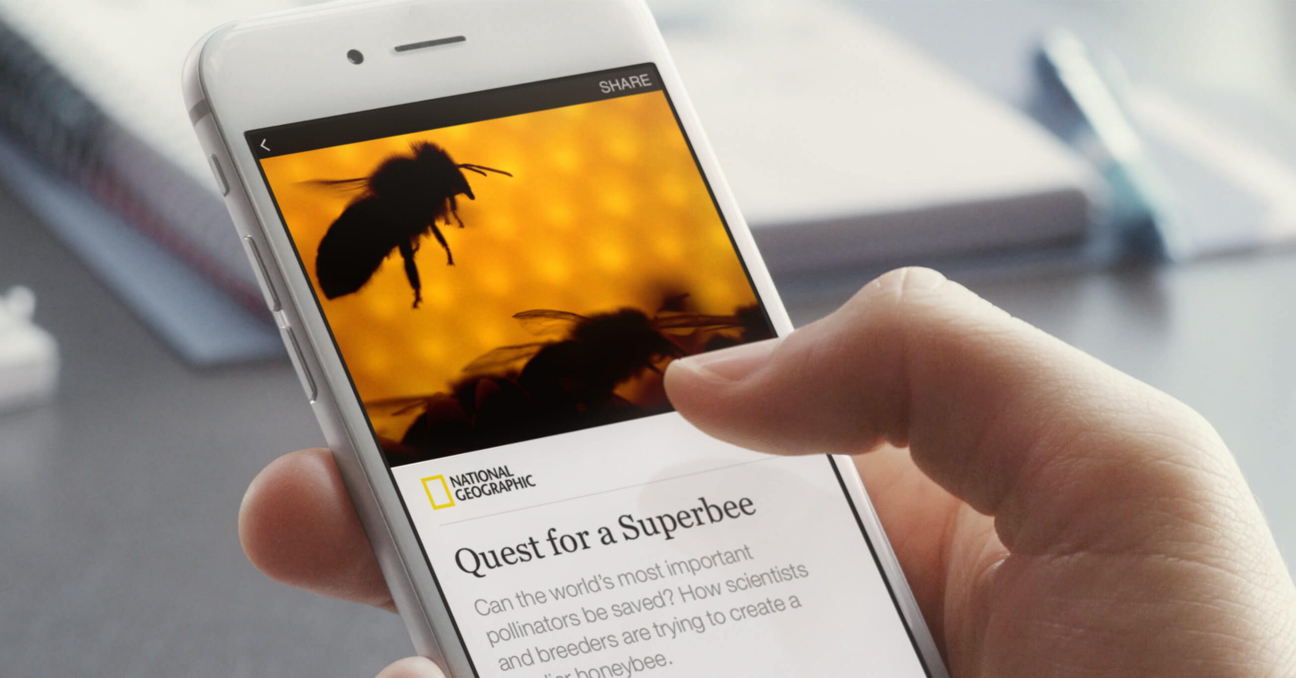 Eine Hand hält ein Handy, auf dessen Bildschirm ein Zeitungsartikel über Bienen angezeigt wird.