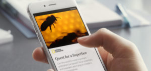 Eine Hand hält ein Handy, auf dessen Bildschirm ein Zeitungsartikel über Bienen angezeigt wird.